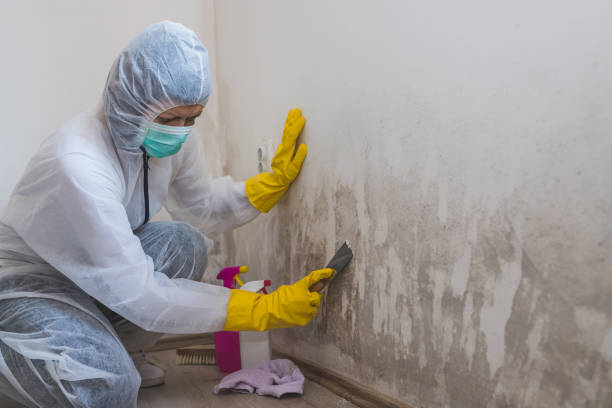 Best Basement Mold Removal  in Walker, MI