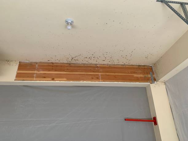 Best Mold Removal for HVAC Installations  in Walker, MI