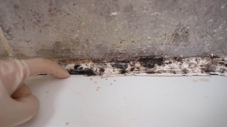 Best Black Mold Removal  in Walker, MI