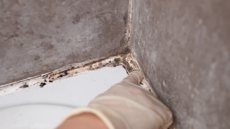 Mold Removal for HVAC Installations in Walker, MI